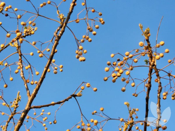 Melia azedarach - White Cedar Tree, China Berry Tree - Trees ...