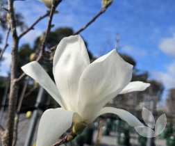 Magnolia denudata - Yulan Magnolia (deciduous), Lily Tree - Trees ...