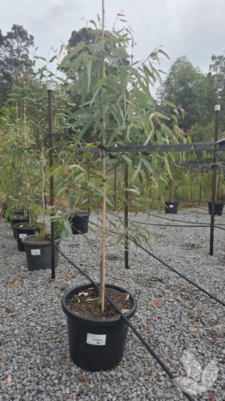 Eucalyptus victrix | An iconic Australian Native Feature Tree ...