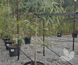 Eucalyptus victrix | An iconic Australian Native Feature Tree ...