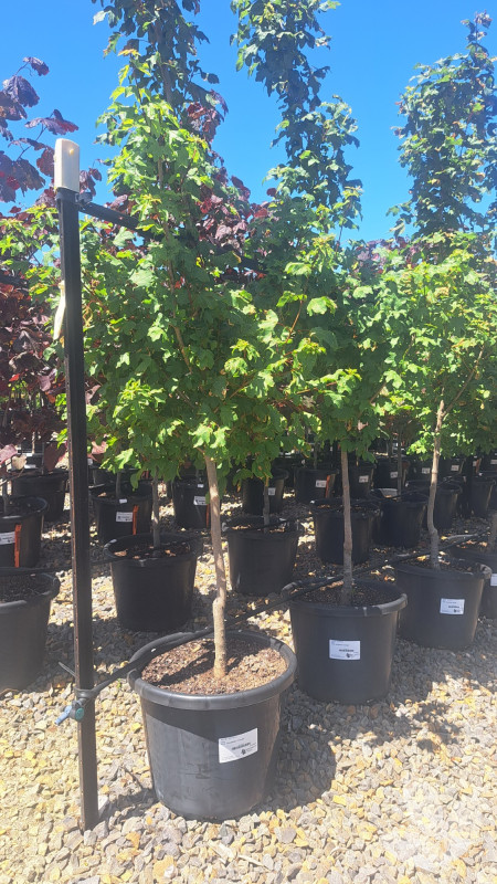 Elsrijk Maple, Compact Field Maple - Speciality Trees