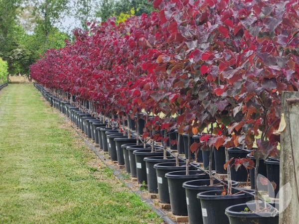 Choose Cercis'Forest Pansy' for a standout feature tree! - Speciality Trees