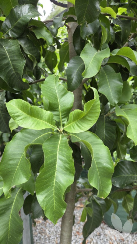 Calodendrum capense - Cape Chestnut - Speciality Trees
