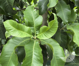 Capense - Species - Trees - Speciality Trees