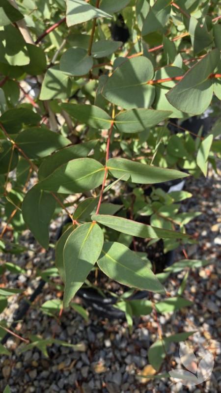 Eucalyptus leucoxylon megalocarpa - Large-fruited Yellow Gum Tree ...