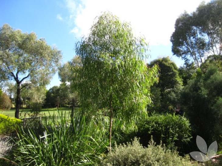 Small Native Trees in High Demand | Speciality Trees - Tree Selections ...