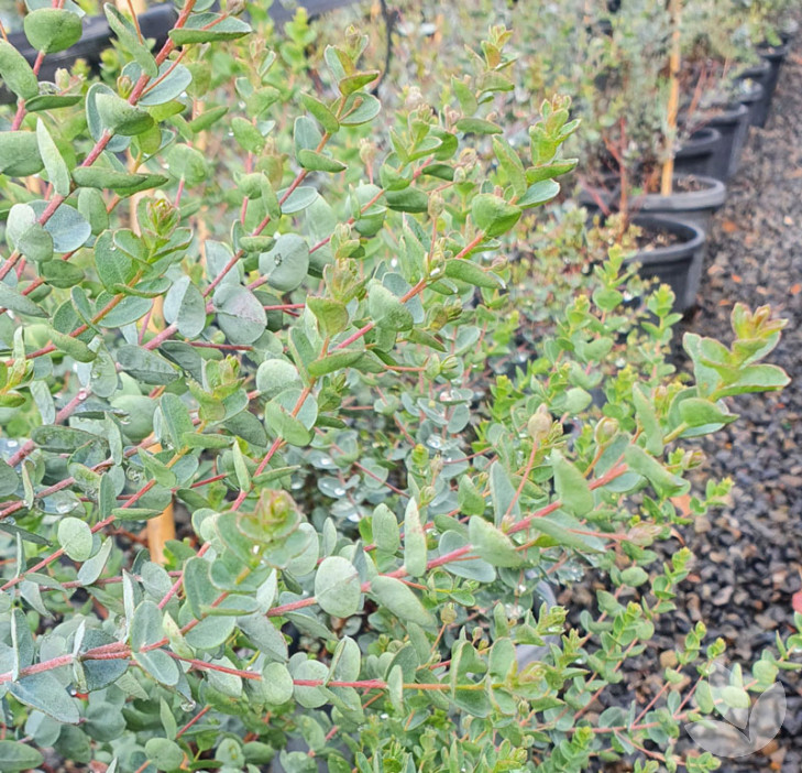 Small Native Trees in High Demand | Speciality Trees - Tree Selections ...