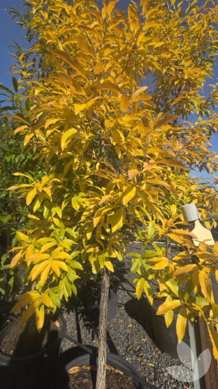 Quercus acutissima - Sawtooth Oak Tree - Trees - Speciality Trees