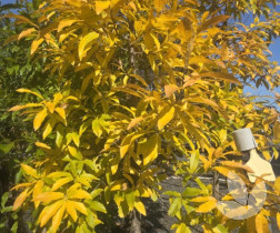 Quercus acutissima - Sawtooth Oak Tree - Trees - Speciality Trees