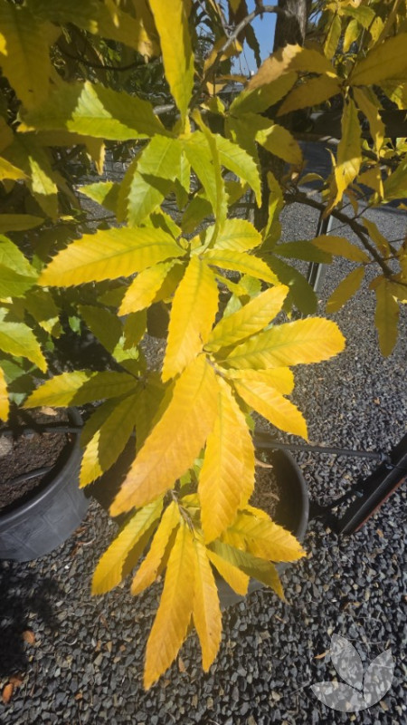 Quercus acutissima - Sawtooth Oak Tree - Trees - Speciality Trees