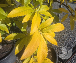 Quercus acutissima - Sawtooth Oak Tree - Trees - Speciality Trees