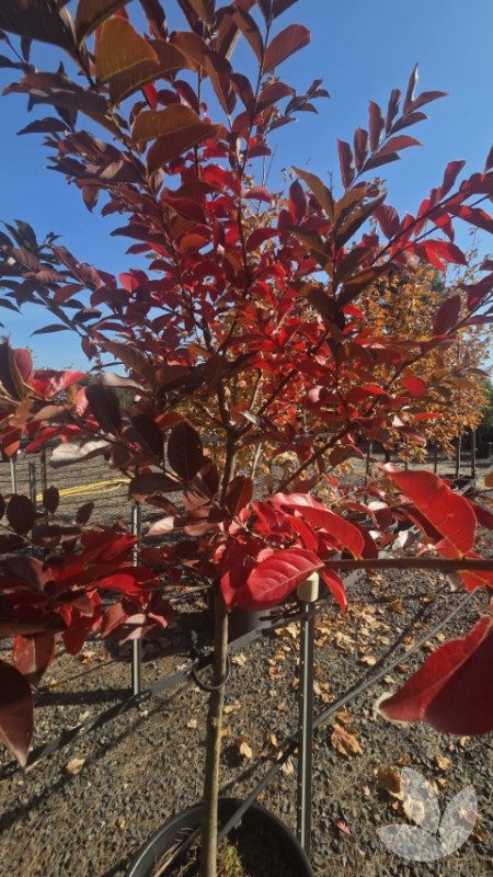 Lagerstroemia indica x fauriei 'Natchez' - Crepe Myrtle Tree (white ...