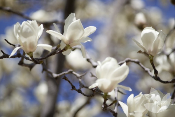 Magnolia denudata - Yulan Magnolia (deciduous), Lily Tree - Trees ...