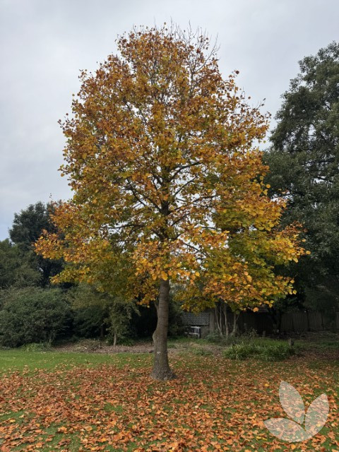 Compare Liquidambar styraciflua - Speciality Trees