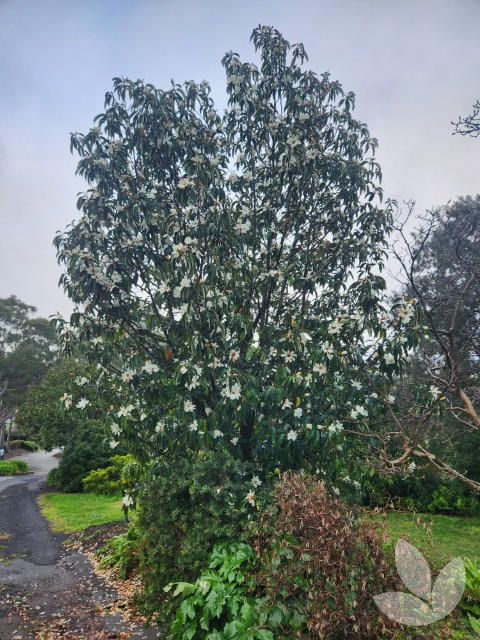 Magnolia (syn. Michelia) doltsopa - Himalayan Magnolia Tree