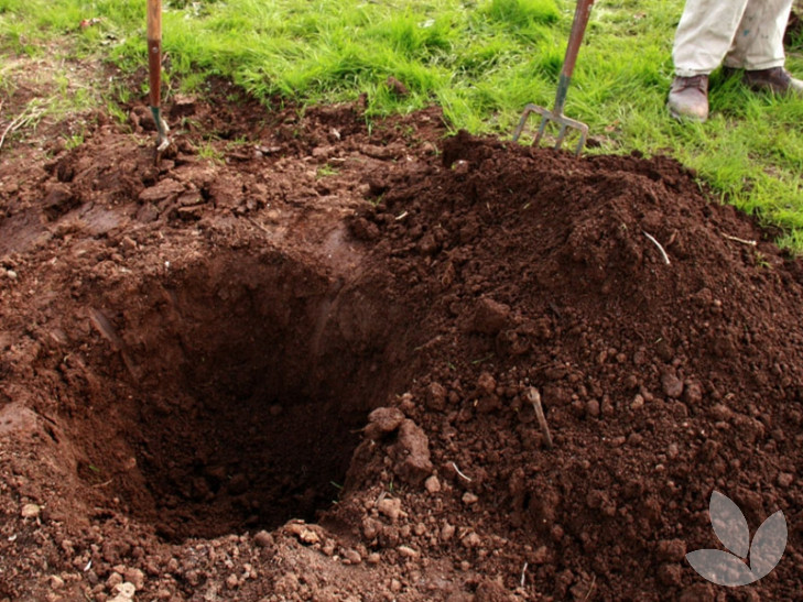 Our stepbystep guide (and video) to planting containergrown advanced