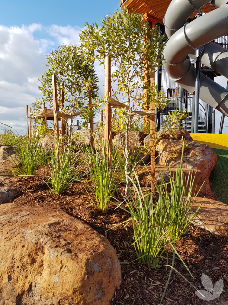 Woodlea A new era of suburban living. Blog Speciality Trees