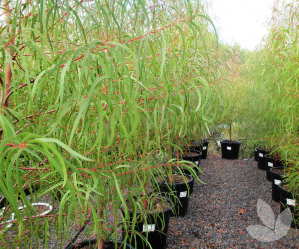 Eucalyptus scoparia Wallangarra White Gum Trees Speciality Trees