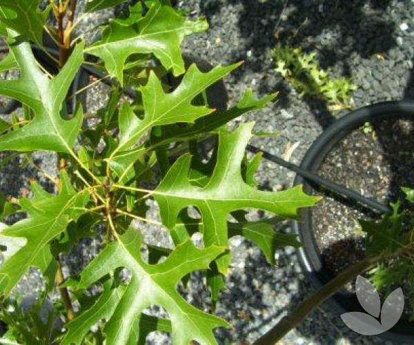 Quercus Palustris Pin Oak Tree Trees Speciality Trees Quercus Palustris Pin Oak Tree Trees Speciality Trees
