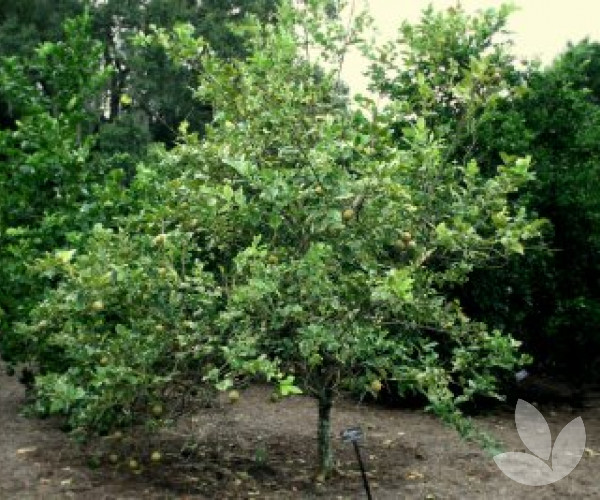 thumbnail image 2 of Eureka Lemon Tree – 6-8 Inch Live Plant – Citrus Limon – Dylman Gardens 2 of 6
