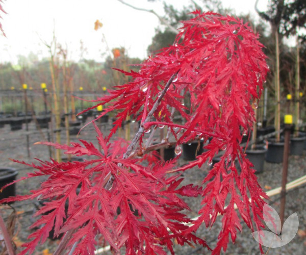Acer palmatum dissectum 'Inaba Shidare' (weeping standard) Inaba Shidare Weeping Japanese