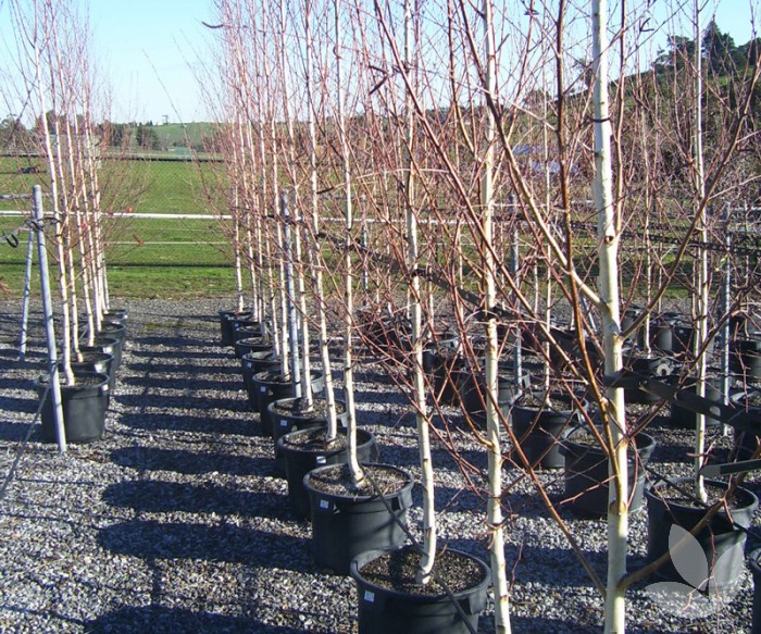 Winter is a great time to plant advanced deciduous trees Tree